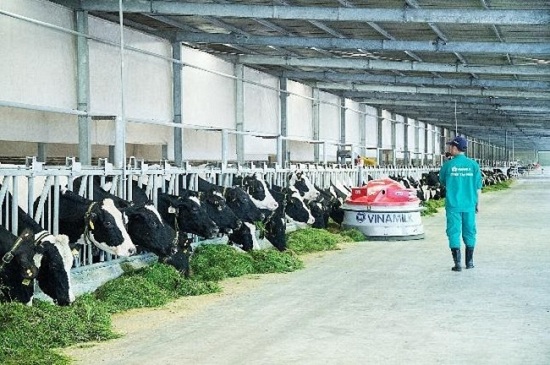 Phát triển Nông nghiệp theo hướng bền vững: Nhìn từ hệ thống trang trại bò sữa Vinamilk