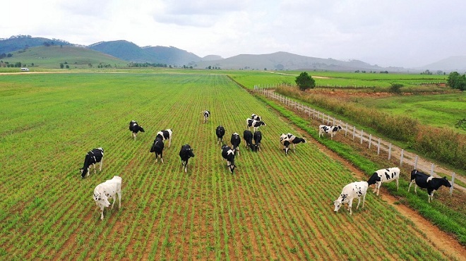 Dự án Tổ hợp trang trại bò sữa được Vinamilk đầu tư tại cao nguyên Xieng Khouang, Lào đã khởi công giai đoạn 1 vào đầu năm 2019.