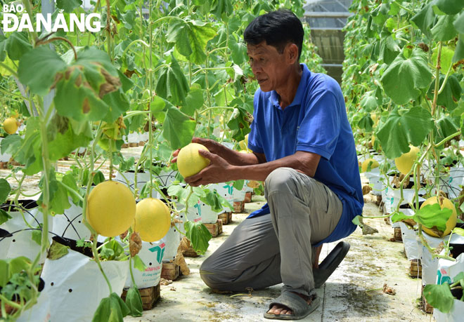 Mô hình trồng dưa lưới công nghệ cao ở xã Hòa Ninh, huyện Hòa Vang mang lại hiệu quả cao.   								            Ảnh: MINH SƠN