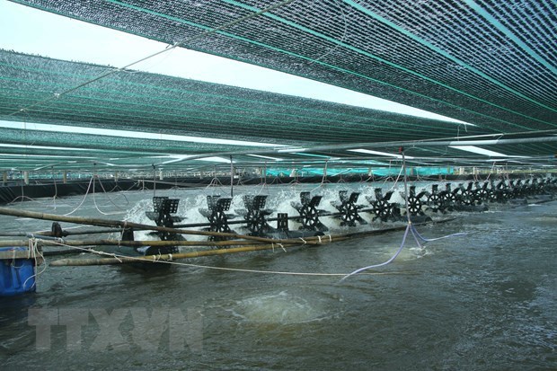 Hi-tech shrimp farming of the Vietnam Clean Seafood Corporation (Photo: VNA)