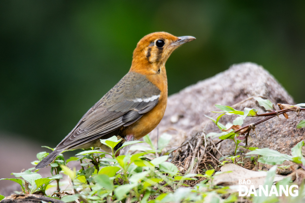 A yellow whistling thrushe