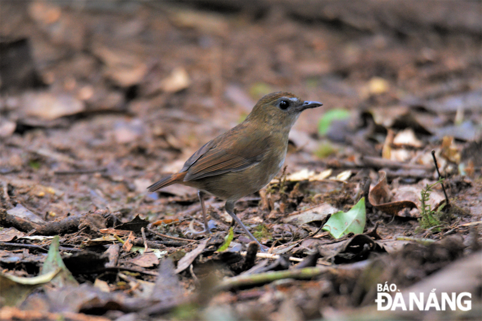 A lesser shortwing (langbianensis) bird