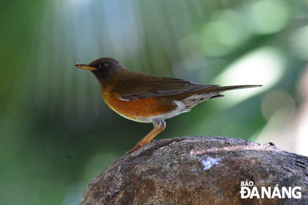 A grey-backed thrush