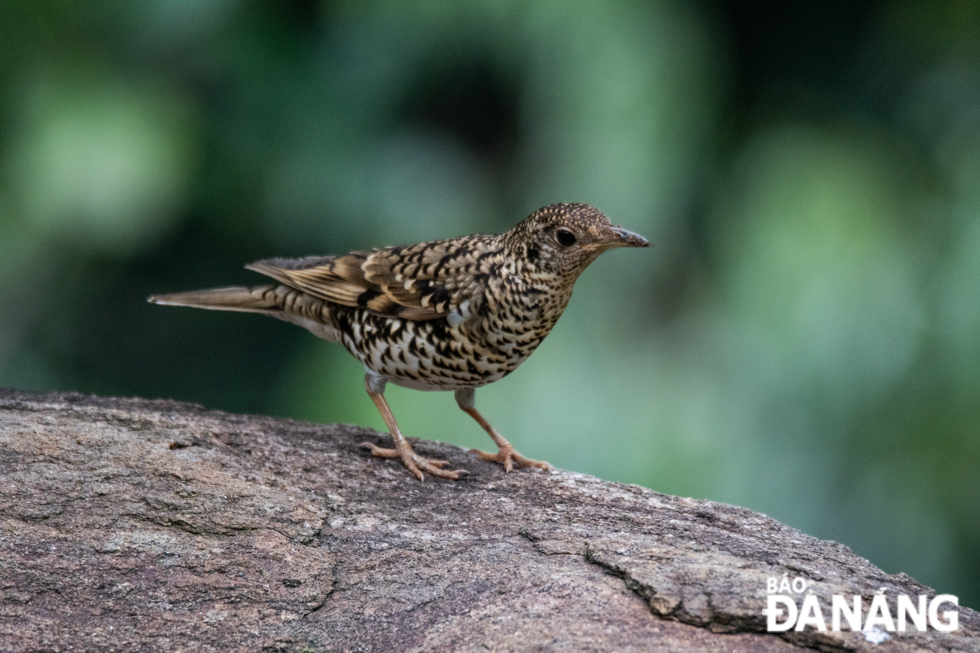 A thrush whose feather looking like scales