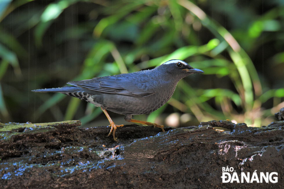  The Siberian thrush (Geokichla sibirica) is a member of the thrush family, Turdidae.