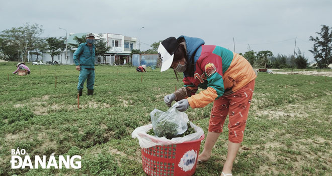 Bà con nông dân trong Tổ hướng nghiệp sản xuất rau Hòa Hải chuẩn bị cho mùa rau Tết Nguyên đán Tân Sửu 2021. 								               Ảnh: T.V
