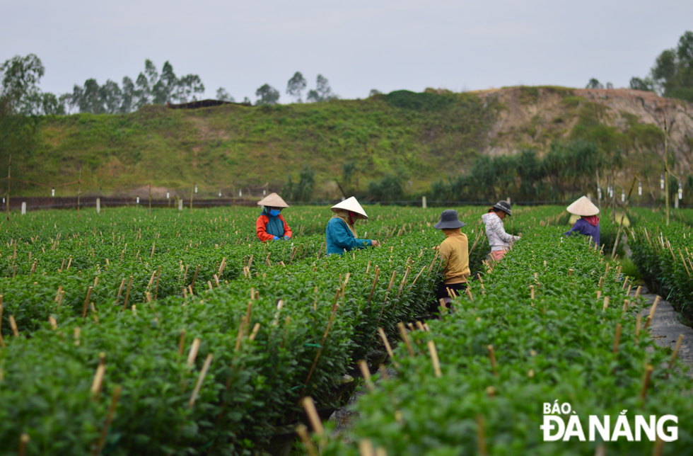 Farmers in Go Giang flower growing area, Duong Lam 2 village, Hoa Phong Commune, Hoa Vang District are seen taking care of their Tet flowers.