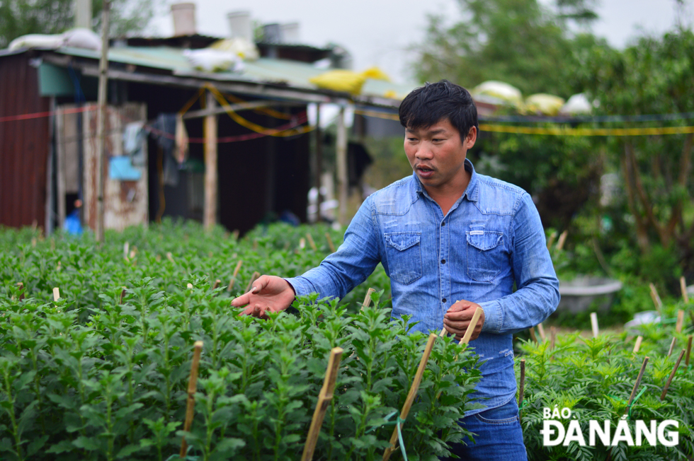 Mr Ngo Doan Phuong Linh, who grows flowers in the Go Giang area, said he plants to launch the sale of about 2,000 pots of chrysanthemum of various types for Tet.