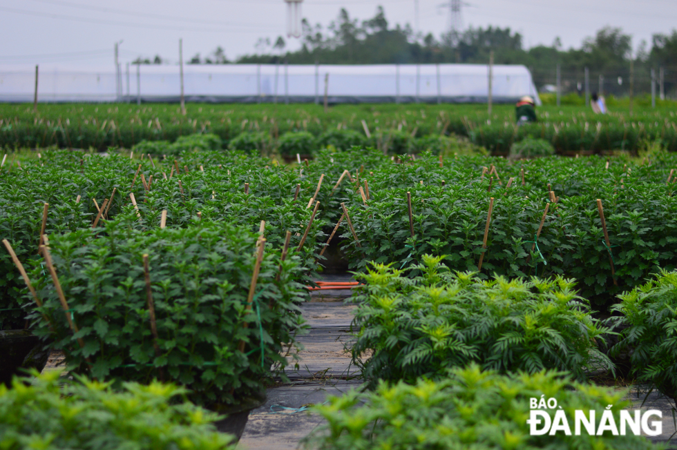 Despite prolonged hash weather conditions and Covid-19 pandemic throughout last year, chrysanthemum flowers are expected to reach full bloom on the eve of Tet.