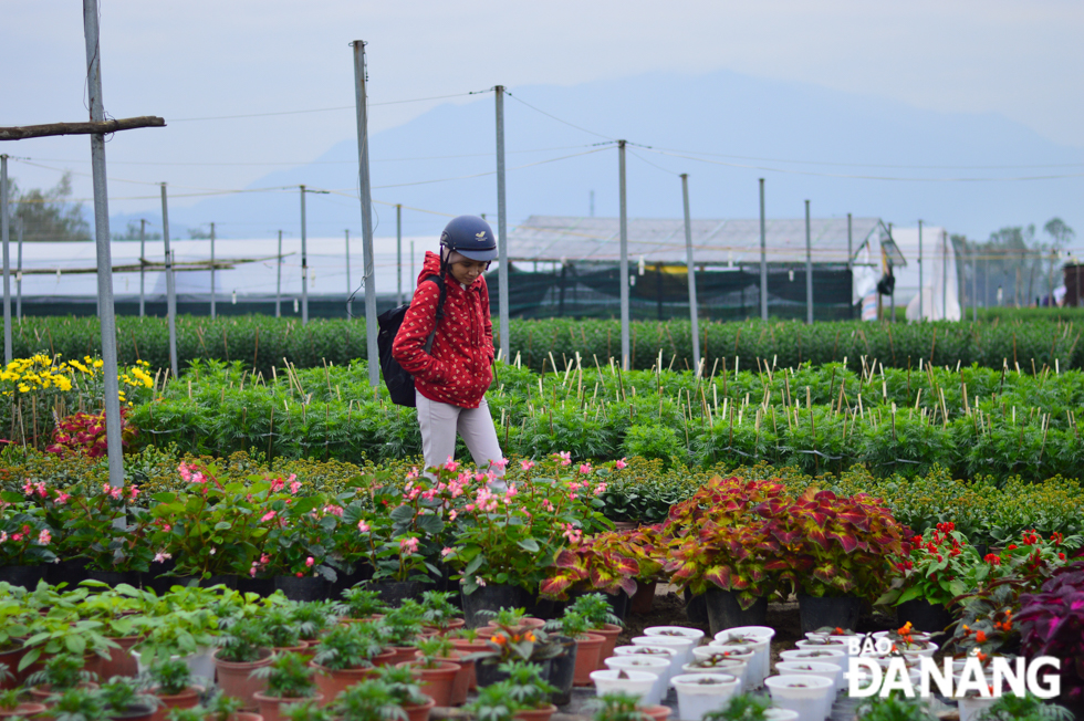 Covering an area of 2.5 ha, the Go Giang flower growing area now houses more than 20 farming households. Thanks to the application of technical advances over recent years in cultivation activities, Tet flowers offered here show off good yields and rich variety. 