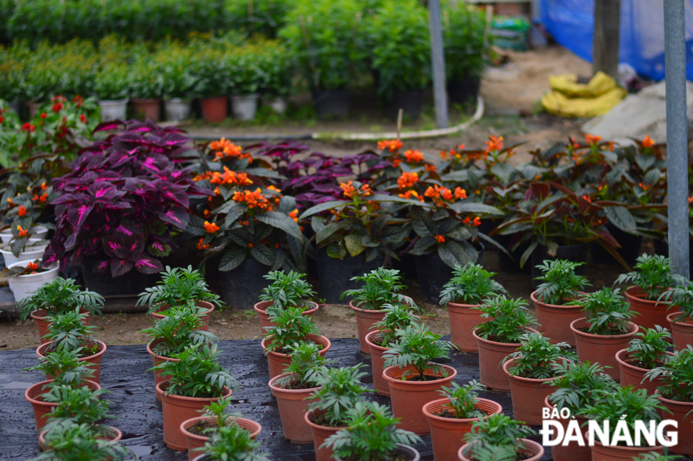 Besides chrysanthemums, such other types of flowers as sunflowers, dahlias and begonias are grown well at the Go Giang venue. An pot of flowers is set at 15,000 - 50,000 VND, depending on the type of flowers.