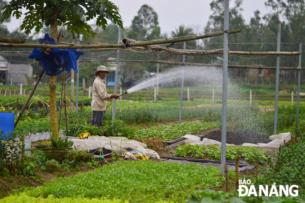 Farmer Cao Tan Ca residing in Hoa Phong Commune, Hoa Vang District, has grown Tet flowers on an area where cassava was planted previously.