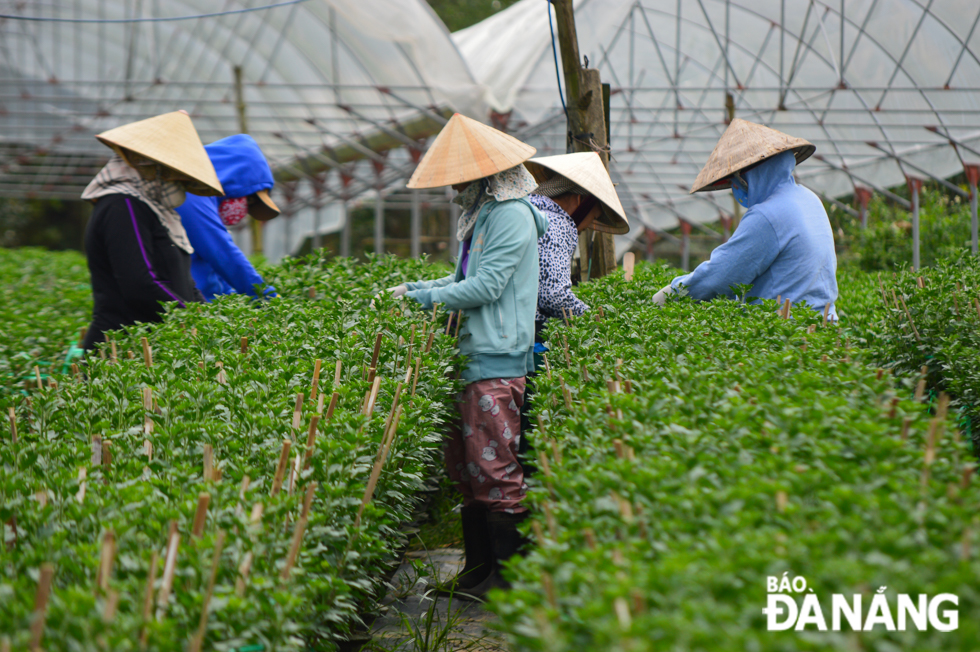 Farmers are urgently pruning and cuting off flower buds in an effort to offer the best products to their customers in the upcoming holiday.