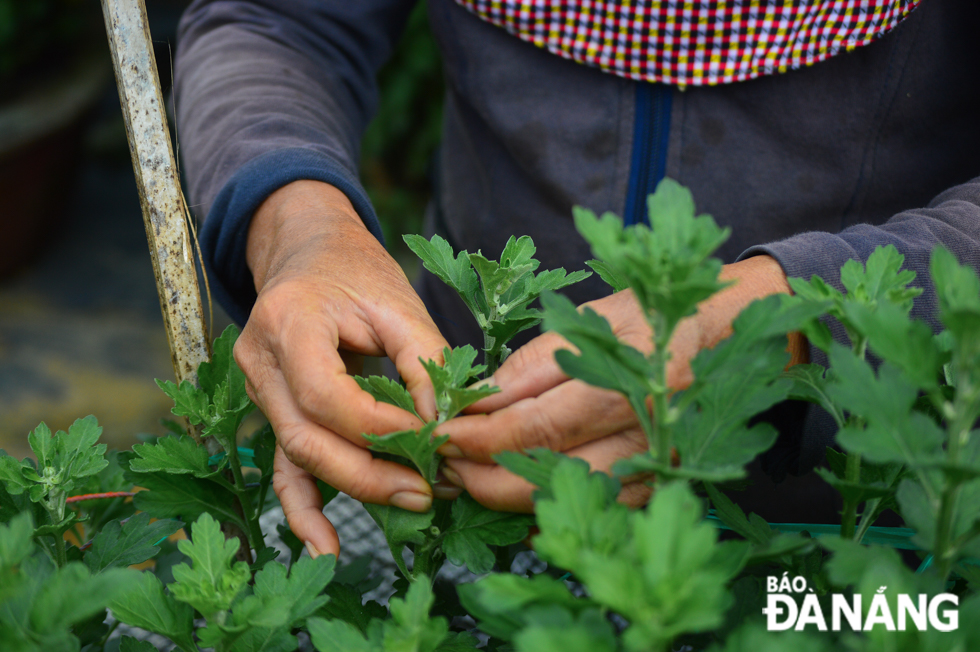 Farmers are urgently pruning and cuting off flower buds in an effort to offer the best products to their customers in the upcoming holiday.