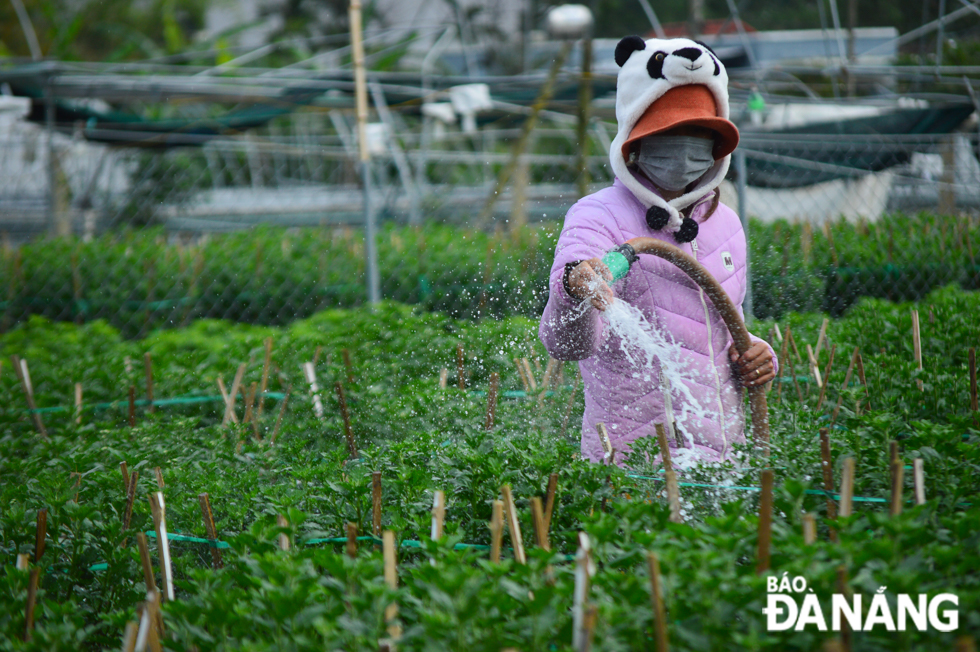 According to Mr Ly Phuoc Dang, Head of Duong Son flower growing cooperative, compared with the previous years, this year is seeing the flower yield and quality fail to meet the initial expectations due to the impacts of extreme weather patterns. Still encouragingly, a large proportion of flowers are still guaranteed to reach full bloom on track.