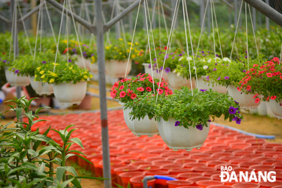 Colouful flower pots are seen lightening up a corner of the Duong Son site. 