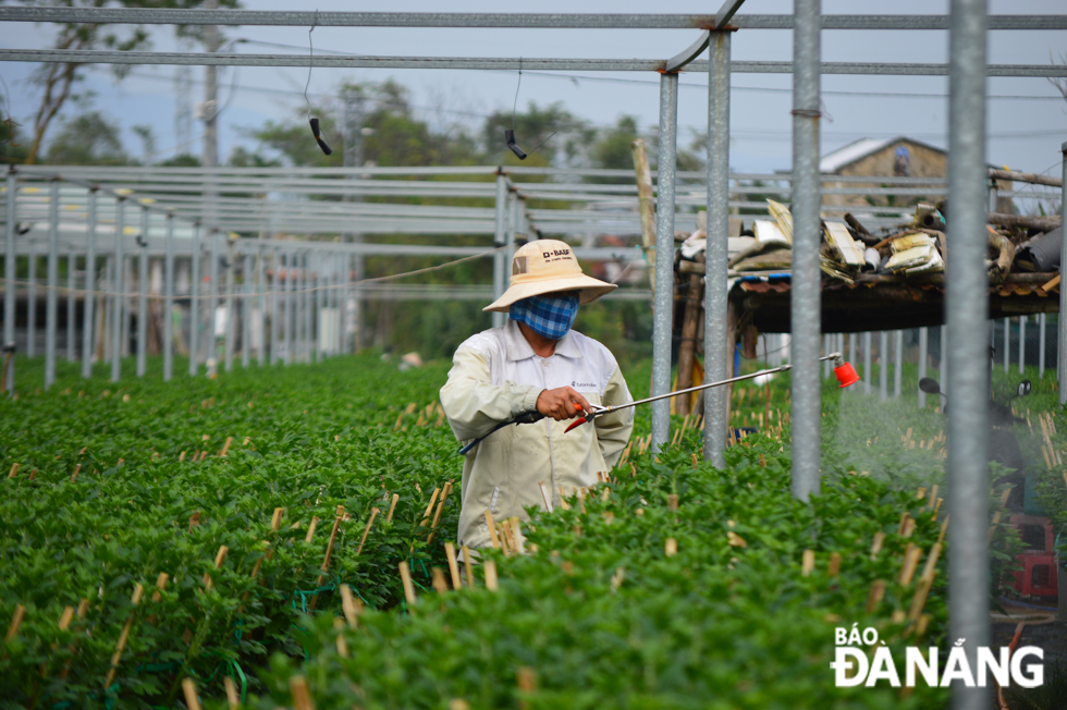 Flower growers touting for business at the Duong Son site are actively taking care of their crops in the hope of earning a steady profit at the upcoming Tet. 