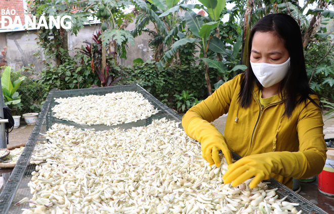 Ms Nguyen Thi Bong's family-run establishment specialising in processed ‘cu kieu’ products has recorded a bustling production ambiance in the buildup to Tet.