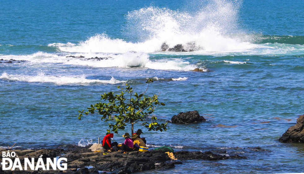  Fishermen are seen catching snails to make a living on stone reefs.