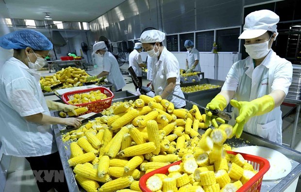 Sweet corn processing for export (Photo: VNA)