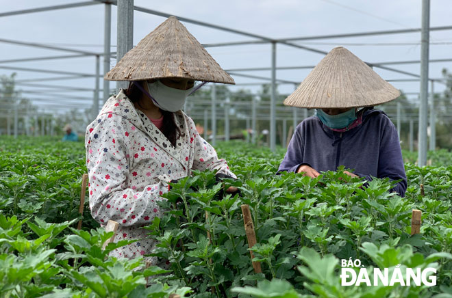 Farmers from the Van Duong flower village in Hoa Vang District’s Hoa Chau Commune taking care of their Tet flowers