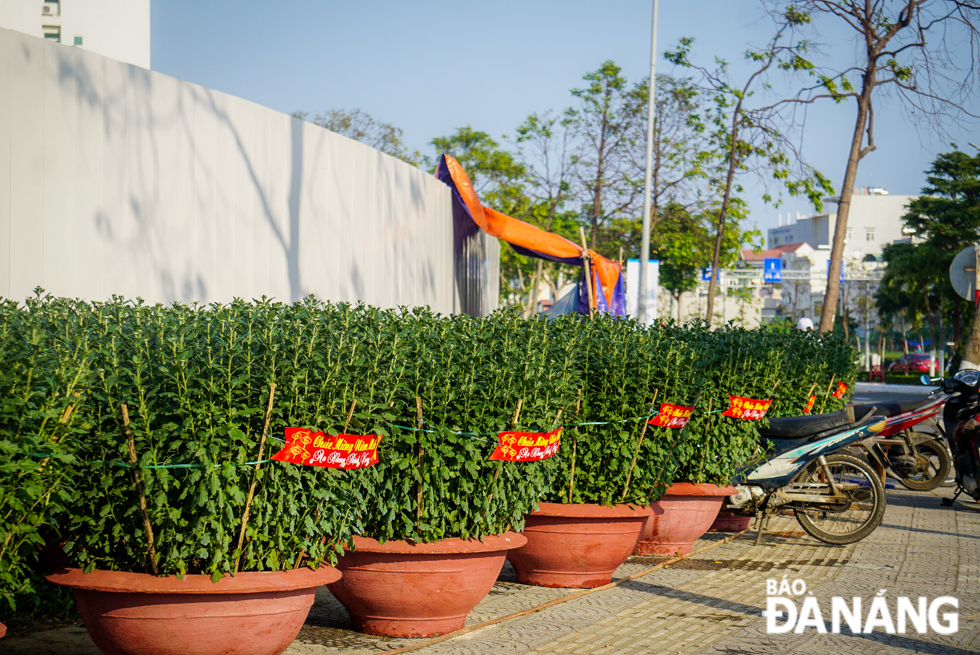  Tet colour is reaching every corner of the city in a bustling and jubilant ambiance.