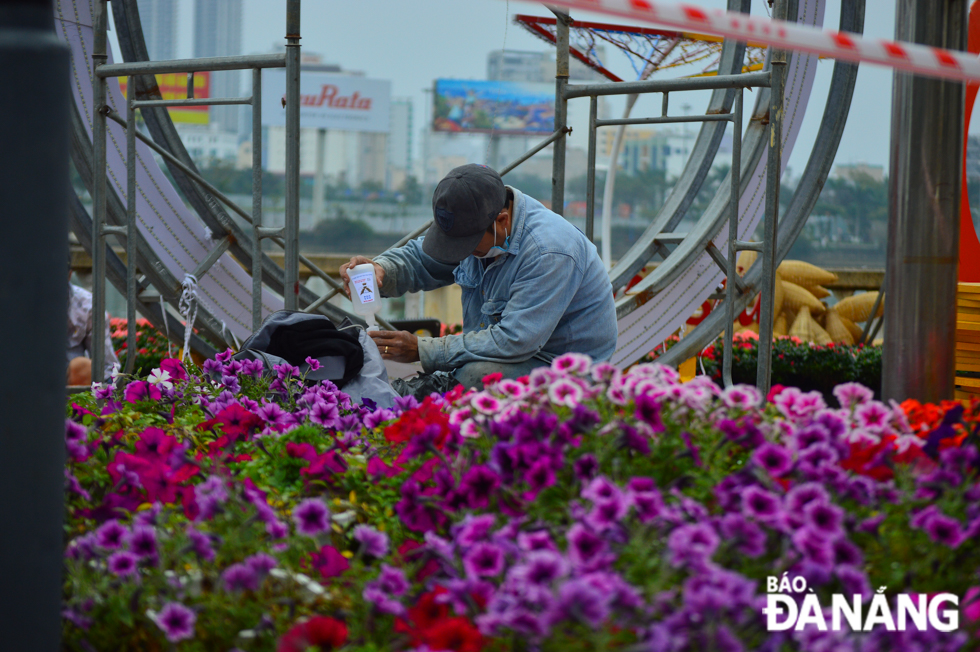 Flowers chosen to decorate major streets are suitable for Da Nang's climatic conditions