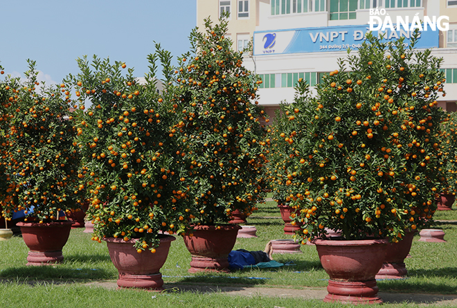 The prices of this year’s Tet flowers and ornamental plants are 20-30% cheaper than last year’s.