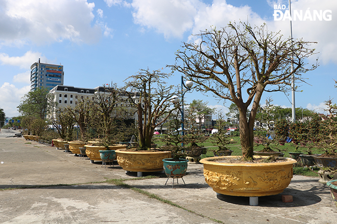 A pot of yellow apricot tree is being sold at between one million VND and hundreds of million VND, depending on its sizes and shapes.