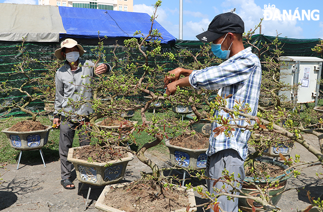 Flower growers have to prune young leaves so that their apricot trees will be in full bloom on time at Tet as planned