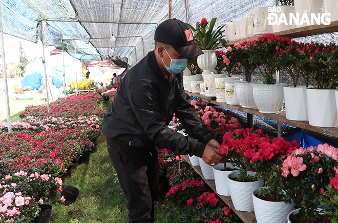 A variety of flowers and ornamental plants are on sale at the large-scale Tet flower market at the city’s 29 March Square