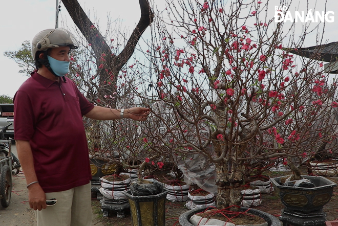 A man choosing a cherry blossom tree on sale at a vacant land lot opposite the Lien Chieu District Administrative Centre