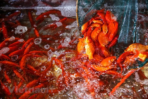 Carps are sold at Yen So Market in Hanoi's Hoang Mai district to serve the practice of releasing live carps on the Kitchen Gods ceremony (Photo: VNA)