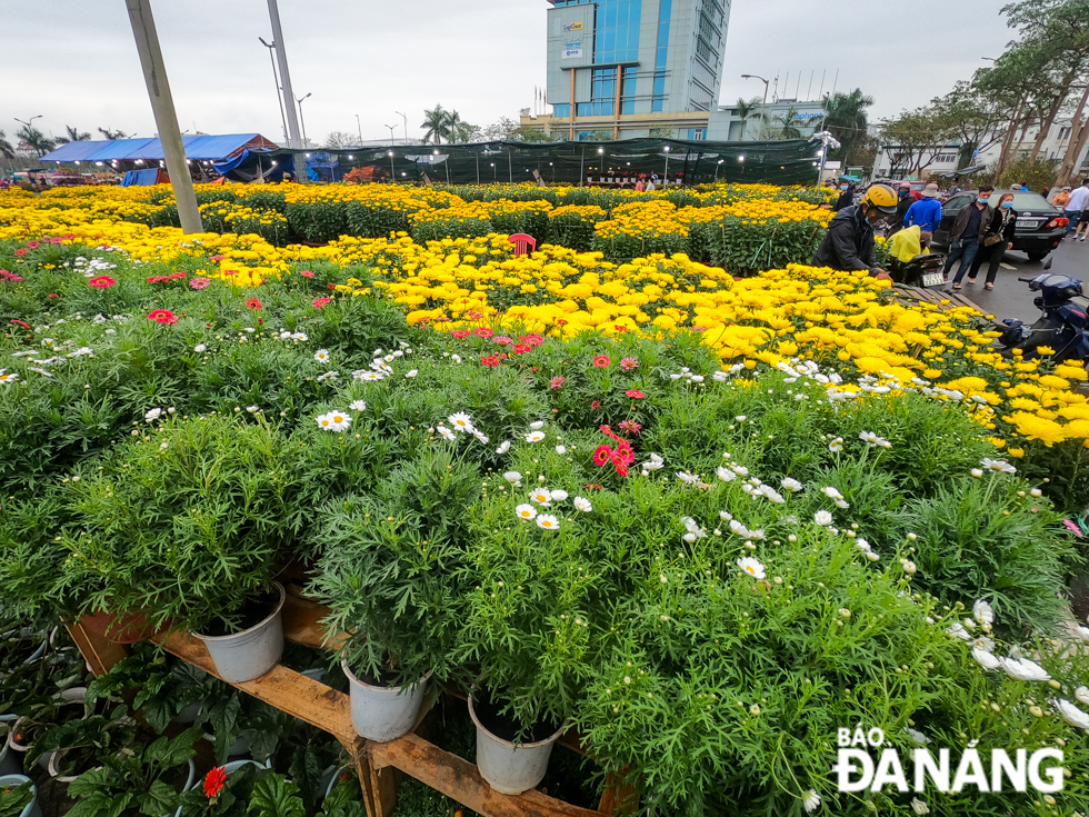 The on-going Tet flower markets are promising varieties of beautiful flowers and ornamental plants. Included are …