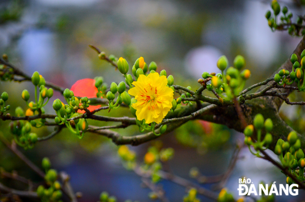 Beautiful yellow apricot blossoms in the spring sunshine