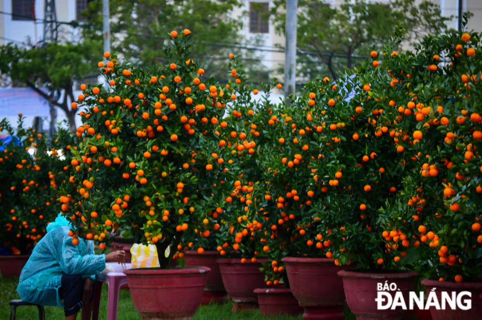 Most of large kumquat trees on sale at the Tet flower market at 29 March Square are sourced from Quang Nam Province’s Hoi An City