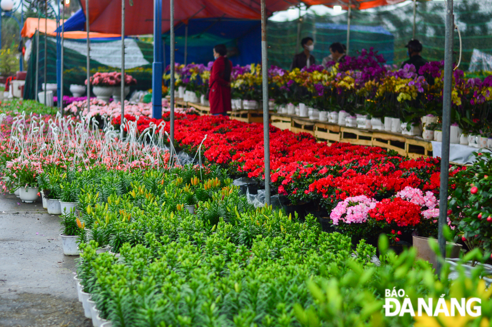 The prices of this year’s Tet flowers and ornamental plants are not higher than last year’s.