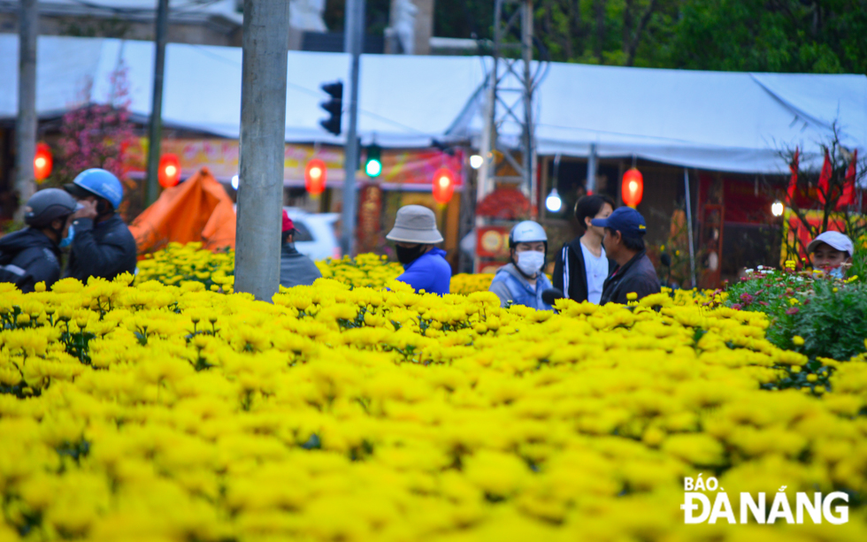 Well-trimmed yellow chrysanthemums reaching full bloom at the market.