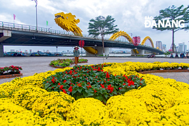 The Da Nang authorities have taken many necessary measures to proactively keep the city free from the deadly virus, thus ensuring a warm and peaceful occasion. The Bach Dang spring flower street is nearing completion.