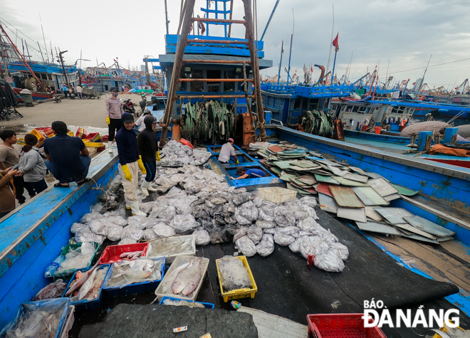 Thanks to the current favourable weather conditions, most of fishermen earned high profits from their near shore and offshore fishing trips. 