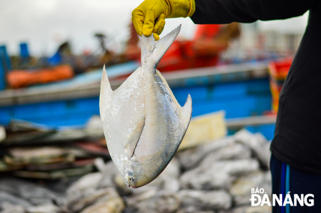 Many fishing vessels brought back hundreds of kilos of different types of fish, such as mackerel, tuna and mackerel after their offshore fishing trips.