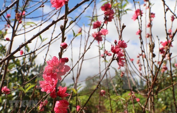 Peach blossoms are considered a symbol of Tet (Photo: VNA)