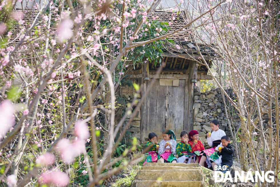 The peach tree commonly seen in the front yard of each house on the rocky plateau.