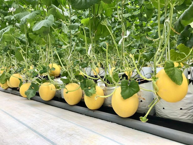 A high-tech melon farming model (Photo: VNA)