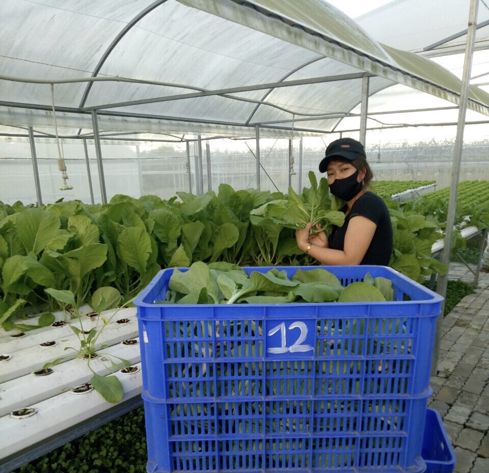 A hi-tech fruit and vegetable production model at the Tuy Loan Organic Vegetables Consumption and Production Service Cooperative  brings high- economic efficiency.