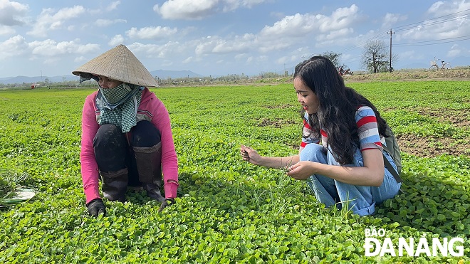 A LAUREL member conducting a survey on a pennywort growing area in Thua Thien Hue Province