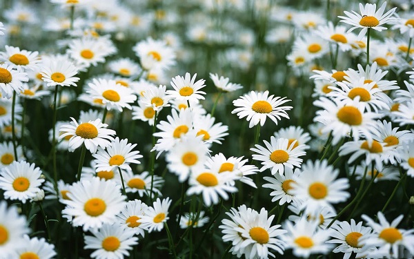 Hoa xuyến chi nở trắng một màu thuần khiết. Ảnh: lioflower.com