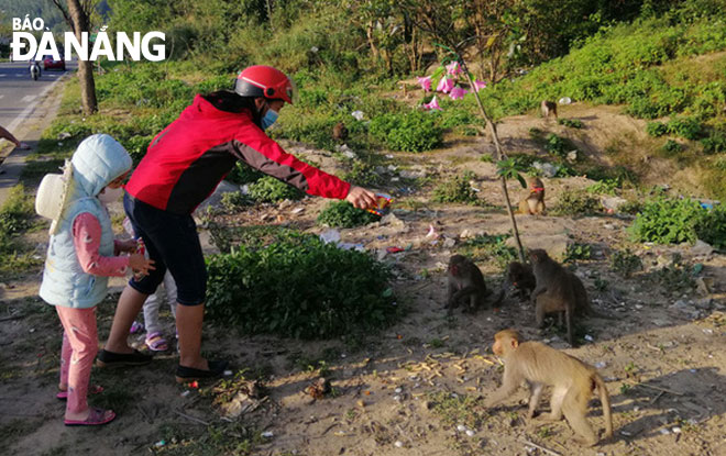 Giải pháp hạn chế tình trạng cho khỉ ăn trên bán đảo Sơn Trà