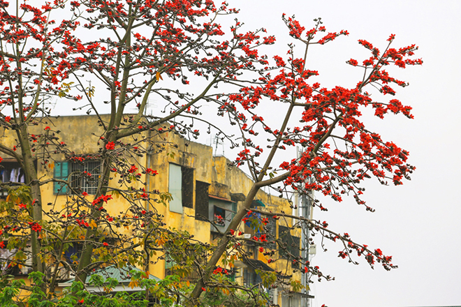 Tháng Ba hoa gạo đỏ