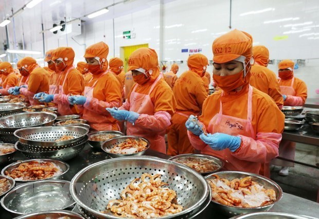 Shrimp processed for export to the UK (Photo: VNA)